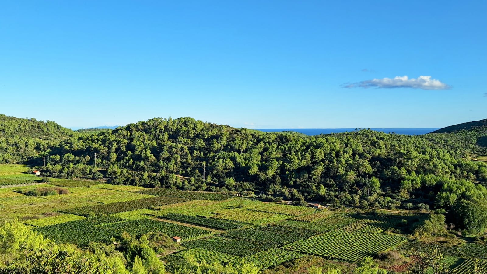 Wiew of some Pošip wineyards